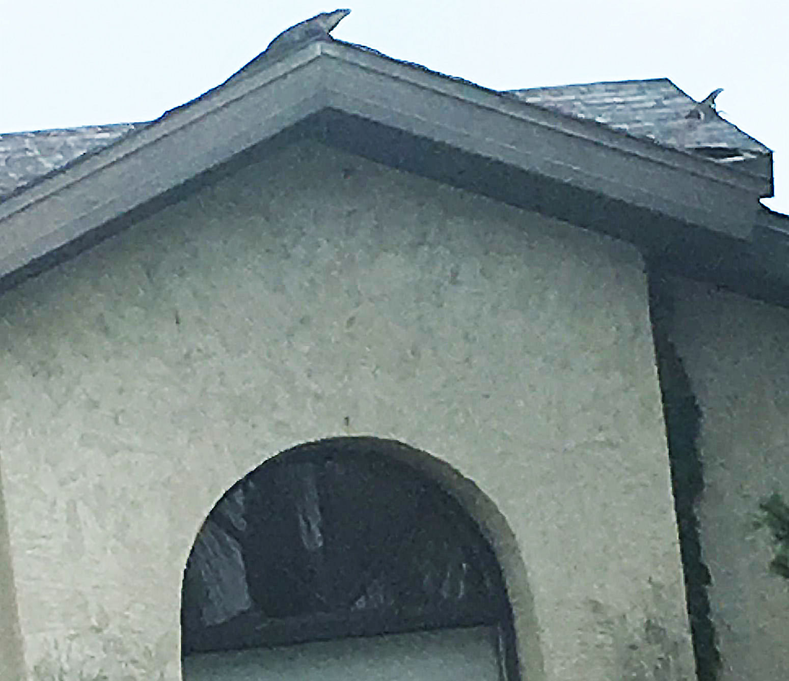 ESiguana062919a